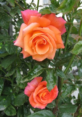 Rosa Freisinger Morgenröte_0555.jpg