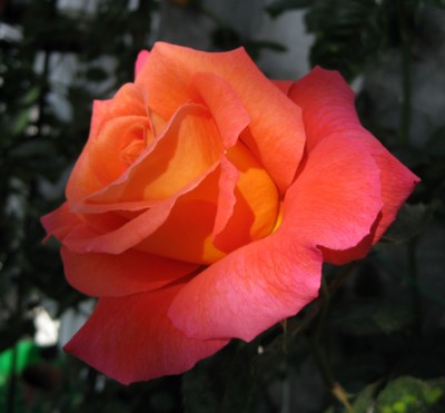 Rosa Freisinger Morgenröte_0473.jpg
