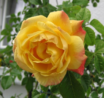 Rosa wahrscheinlich Kletterrose Moonlight_0574.jpg
