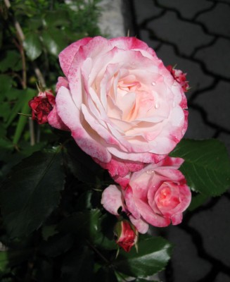 Rosa Rosenstadt Freising_0553.jpg