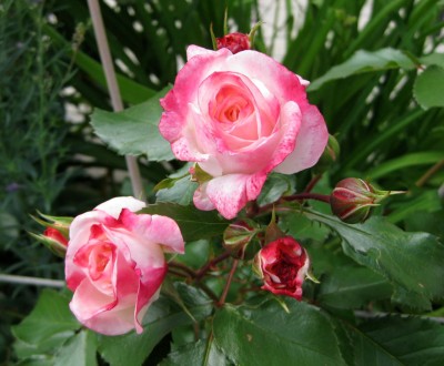 Rosa Rosenstadt Freising_0530.jpg