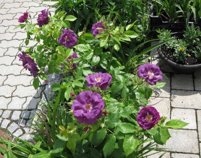 Rosa Rhapsody in Blue_0373.jpg