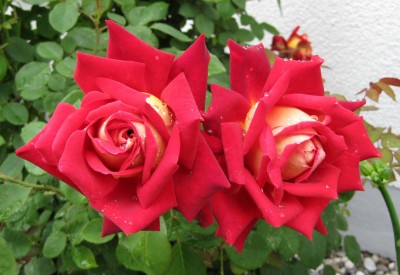 Rosa Monte Carlo Country Club_0575.jpg