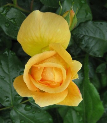 Rosa Bernsteinrose_0588.jpg