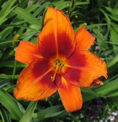 Hemerocallis Outreageous_0496.jpg