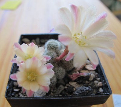 Rebutia2.jpg