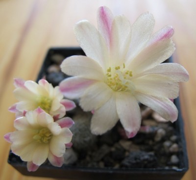 Rebutia1.jpg
