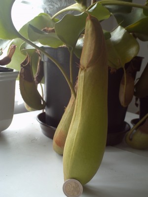 N.truncata mit neuer kanne.JPG