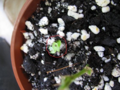 Mimosa pudica Keimling bearb..jpg