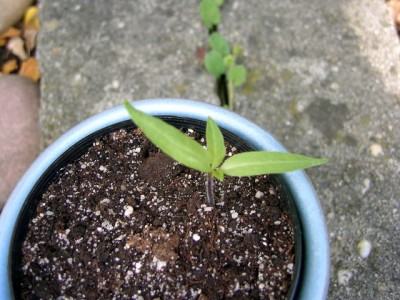 14.06.07 Teufelstrompete - Datura....JPG