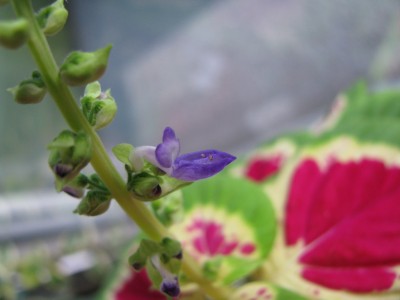 Coleus Blüte.jpg