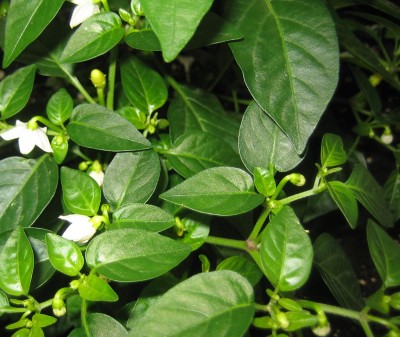 Nutzpflanzen 068.jpg