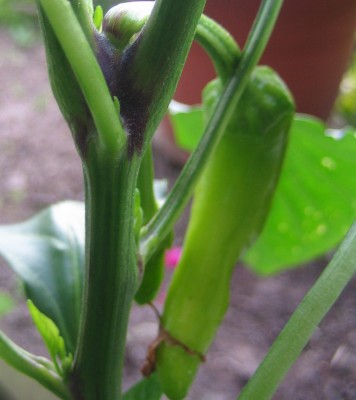 Nutzpflanzen 069.jpg