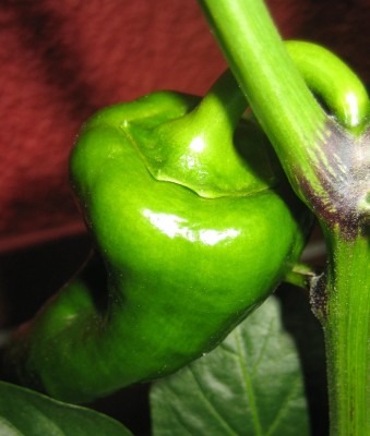 Nutzpflanzen 070.jpg