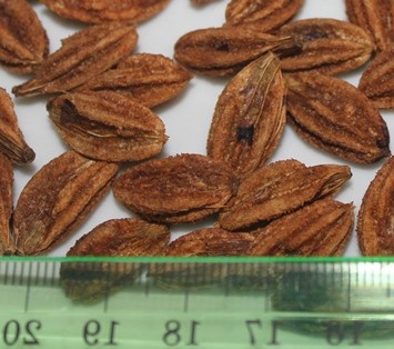 Hirtella triandra, 214. Baum, IMG_1166 - copia.JPG