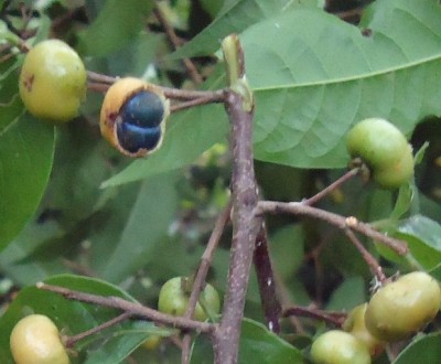 216. Baum, Arbol de 6 metros, Finca Moreira, 09.06.2012, DSC03937.JPG