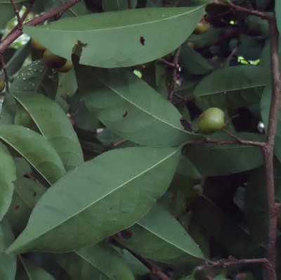 216. Baum, Arbol de 6 metros, Finca Moreira, 09.06.2012, DSC03928.JPG