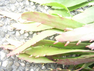 RIMG0032.JPG