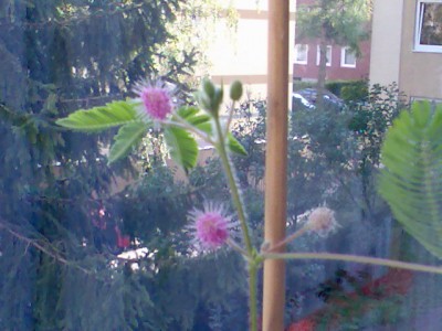 Mimose.jpg