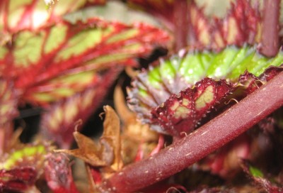 Begonia-rex.jpg