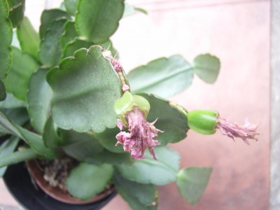 RIMG0037.JPG