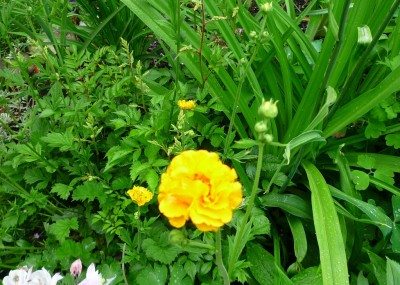 Geum chiloense `Goldball´.JPG