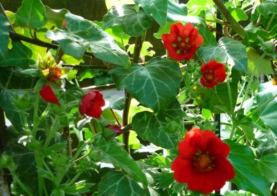 Potentilla nepalensis.JPG