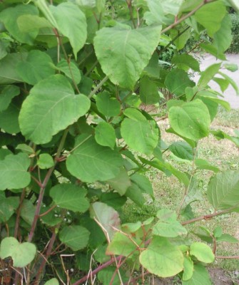blume5.jpg