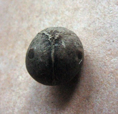 Jubea1.jpg