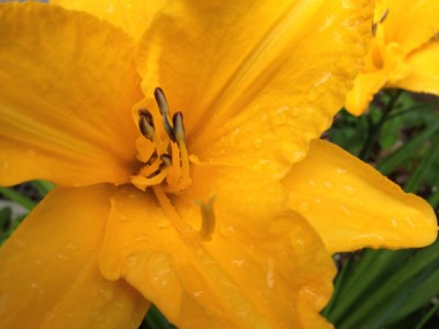 Hemerocallis Hybride.jpg