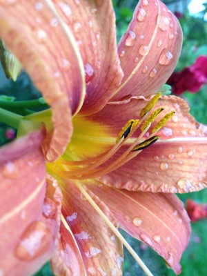 Hemerocallis fulva.jpg