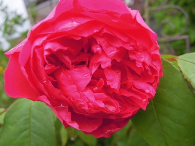 Garten2012_Ende Mai 024.JPG