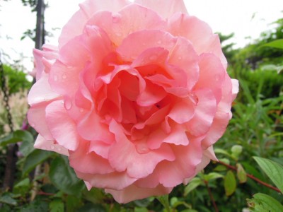 Garten2012_Ende Mai 021.JPG