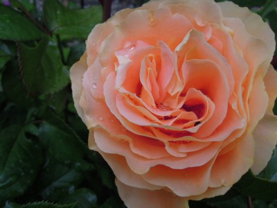 Garten2012_Ende Mai 020.JPG