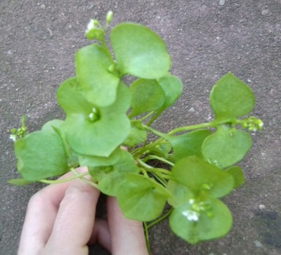 Foto0111.jpg