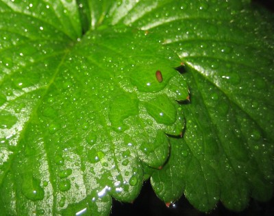 Erdbeer-Blatt.jpg