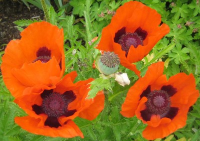 Mohn6.jpg