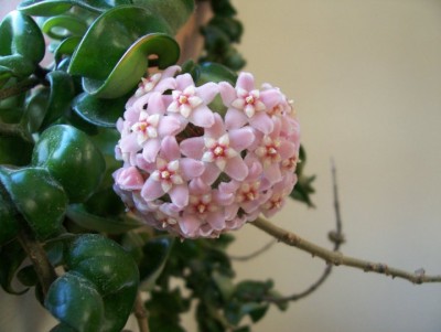 Hoya-unbekanntBlüte.jpg