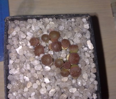 29032012788.jpg