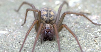 spinne.jpg