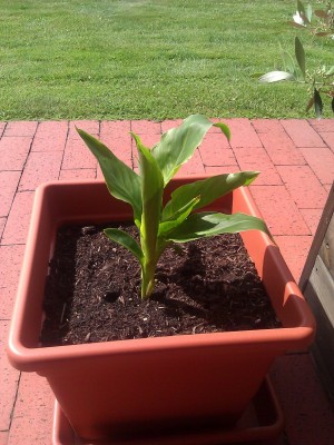 2012-06-07 Canna.jpg