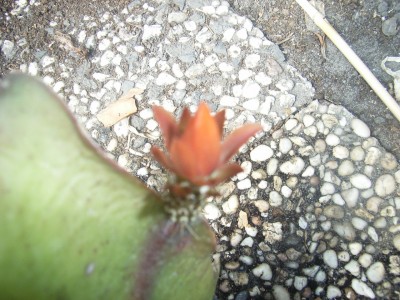 RIMG0057.JPG