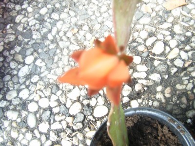 RIMG0056.JPG