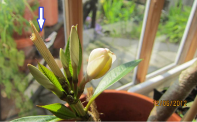 Blühende Plümi Heinze.png