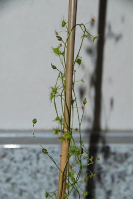 dsc_6708_Drosera_peltata.jpg