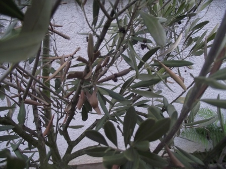 Olivenbaum sieht schlecht aus!! · Pflanzenkrankheiten & Schädlinge ·  GREEN24 Pflanzen & Garten Forum