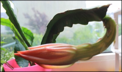 Kalle-1 12.06.12.jpg