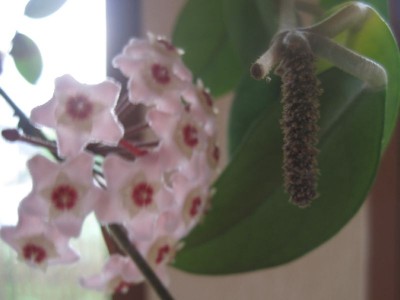 Zimmerpflanzen Blüte am 12.06.2012.jpg