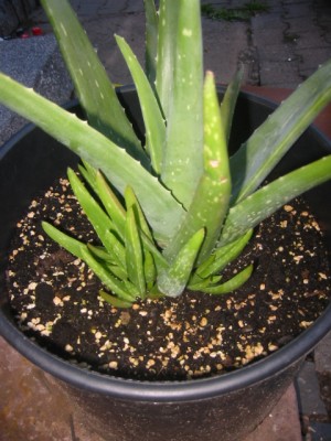 Aloemadera1.JPG
