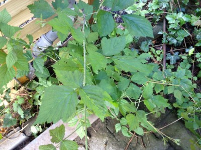 IMG_0739.JPG